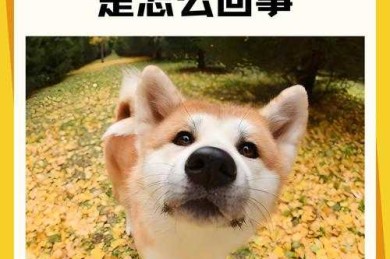 别笑！这可是正经研究：狗狗为什么吃屎 论文背后的科学探索