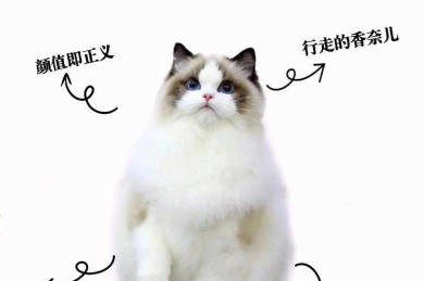 当你的键盘多了一只猫：解密“写论文什么猫”的学术干扰与共生策略