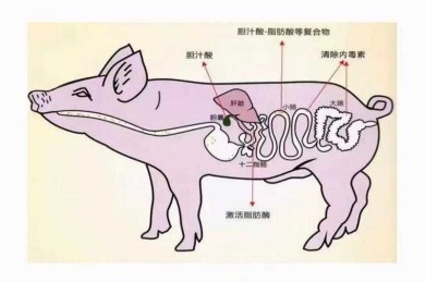 解锁养猪业新潜能：提升猪肉生产力的全面研究方案