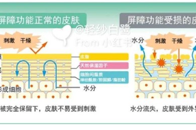 解构皮肤屏障研究：从腠理论到实验证据的创新路径