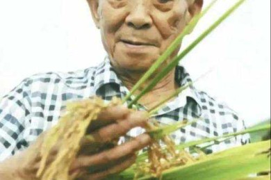 从杂交水稻到学术写作：袁隆平式论文归纳法的跨学科启示