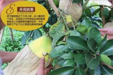 从果园到期刊：蜜柚产业论文写作全指南（手把手拆解版）