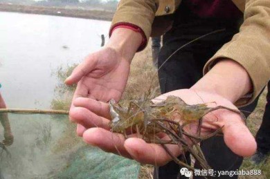 从开题到发表：青虾养殖技术论文怎么写才能让审稿人眼前一亮？