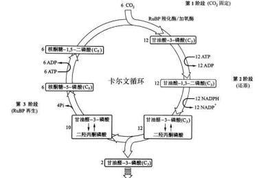 科研突围战：从实验室到期刊封面的实战指南