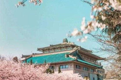 当学术遇见樱花：日语论文写作的隐藏价值与实战指南