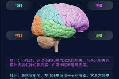 背景音乐如何塑造你的学术思维：基于认知神经科学的音乐偏好建议