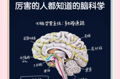 当你在写论文时，大脑在经历哪种“历险记”？一项隐喻视角的深度研究