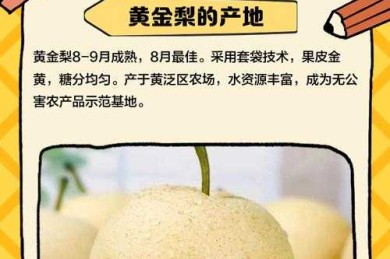 从水果摊到学术圈：黄梨英文怎么写论文文案的跨界研究