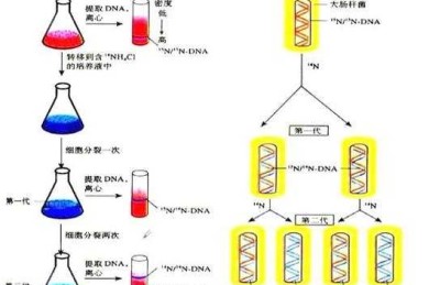 探寻科研论文的基因密码：跨越学科的共同写作逻辑