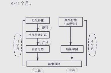 从饲料配比到经济效益：一篇养猪论文的跨学科写作指南