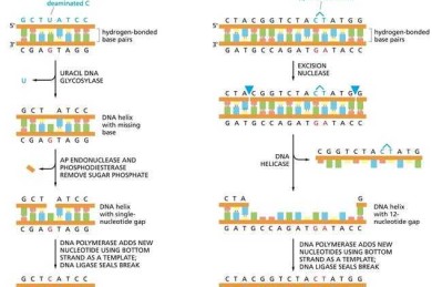 论文内容优化的五维手术刀：从段落细胞级修复到学术基因重组