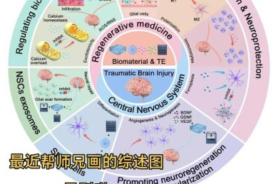 科研绘图进化论：5款工具教你画出期刊编辑青睐的关系图