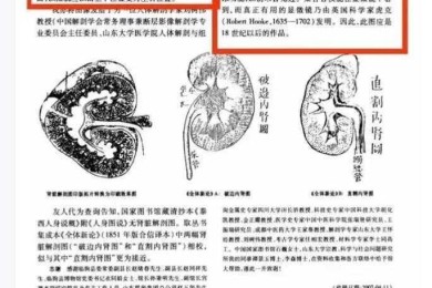 从零到一：心脏结构解剖论文怎么写才能让审稿人眼前一亮？