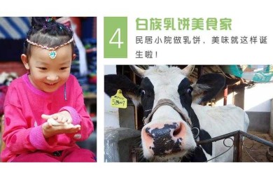 从田野到实验室：云南乳饼加工论文怎么写才能既有民族特色又有科学价值？