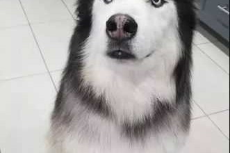 熬夜秃头论文怎么写？资深学术狗的血泪经验分享