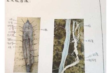 实验室必备技能：解剖蚯蚓论文怎么写才能让导师眼前一亮？