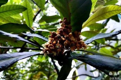 从零到一：枇杷引种论文怎么写才能让审稿人眼前一亮？