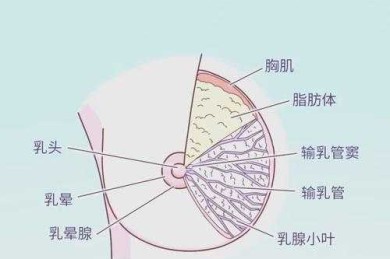 从科学到实践：女性胸部形态优化的多学科研究路径