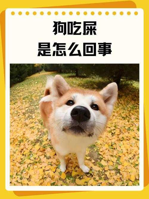 别笑!这可是正经研究:狗狗为什么吃屎 论文背后的科学探索