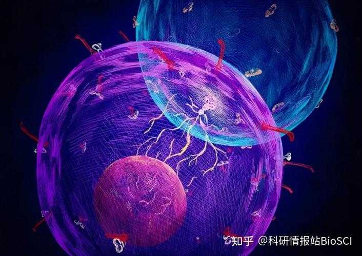 还在为论文熬夜？先来看看“mac论文用什么鞋”这个有趣的研究课题吧！