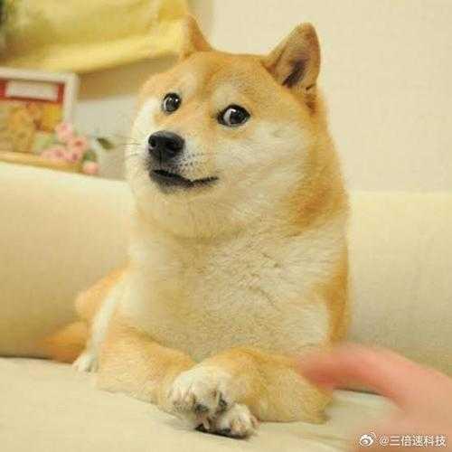 学术圈炸了！原来DOGE编号怎么写论文表情包竟藏着传播学黄金定律