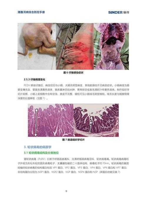 动物疫病防控新视角:一篇畜牧兽医类论文的诞生记