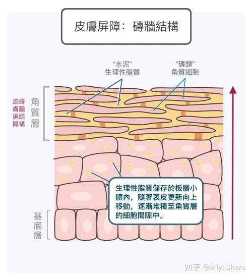 解构皮肤屏障研究：从腠理论到实验证据的创新路径