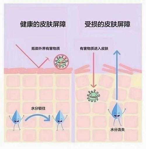 解构皮肤屏障研究：从腠理论到实验证据的创新路径