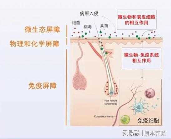 解构皮肤屏障研究：从腠理论到实验证据的创新路径