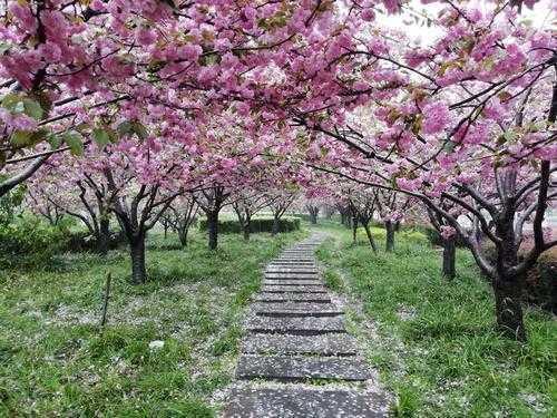 当学术遇见樱花：日语论文写作的隐藏价值与实战指南