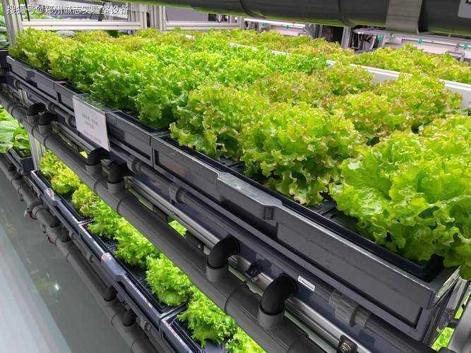 从实验室到期刊库:植物论文怎么写通关秘籍来了!