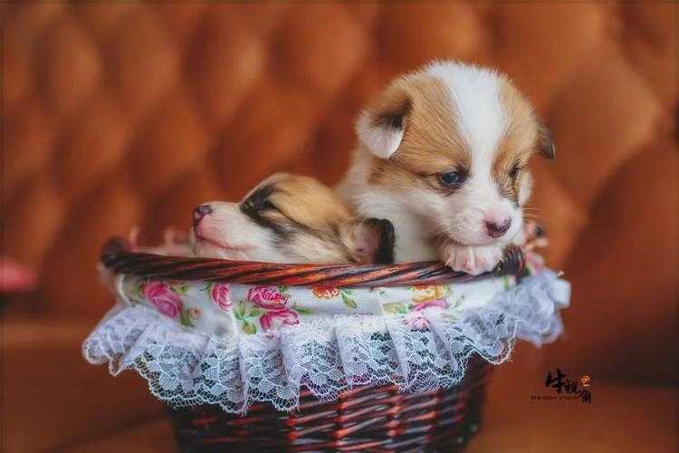 从萌宠到学术：关于宠物能写什么论文的7个突破性视角