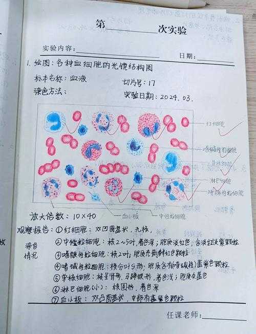 99%的论文都忽略的要点！如何论文画细胞示意图才能让审稿人眼前一亮