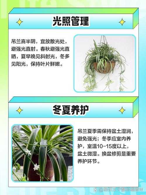 别再把吊兰养死了！这份“吊兰怎么养的论文”能救你的植物