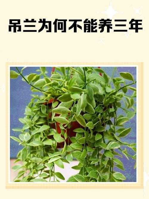 别再把吊兰养死了！这份“吊兰怎么养的论文”能救你的植物