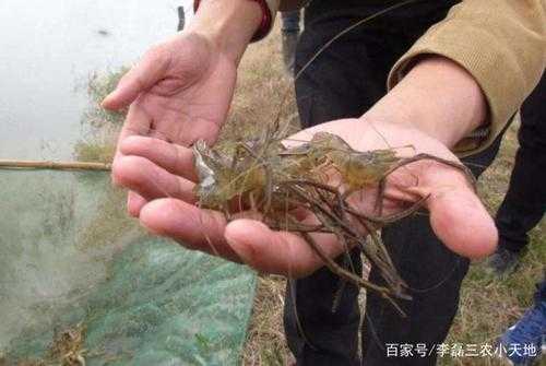 从开题到发表：青虾养殖技术论文怎么写才能让审稿人眼前一亮？