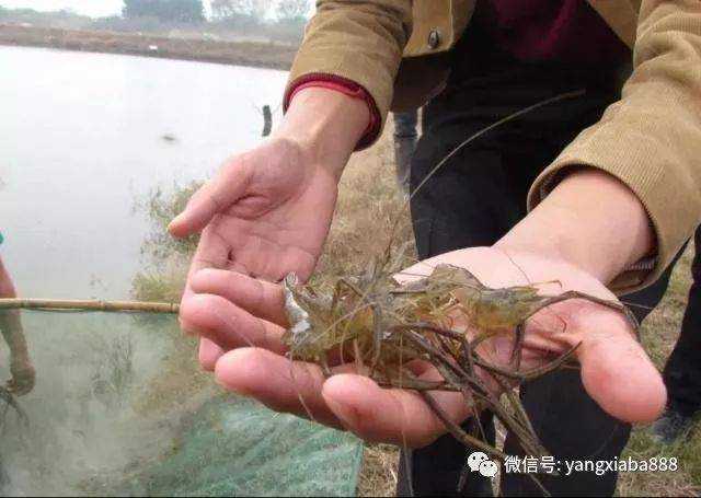 从开题到发表：青虾养殖技术论文怎么写才能让审稿人眼前一亮？