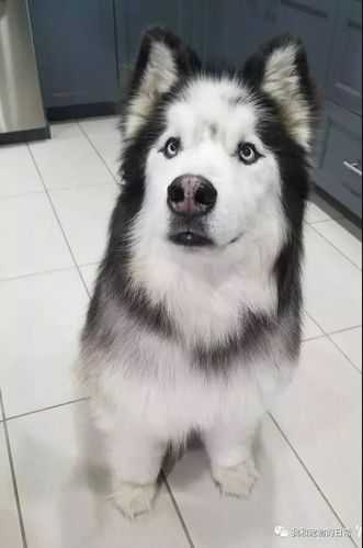 熬夜秃头论文怎么写？资深学术狗的血泪经验分享