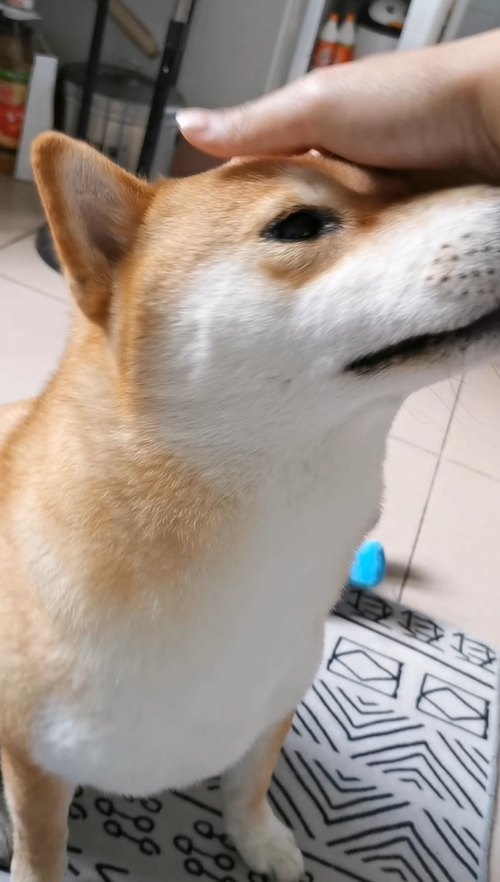 熬夜秃头论文怎么写？资深学术狗的血泪经验分享