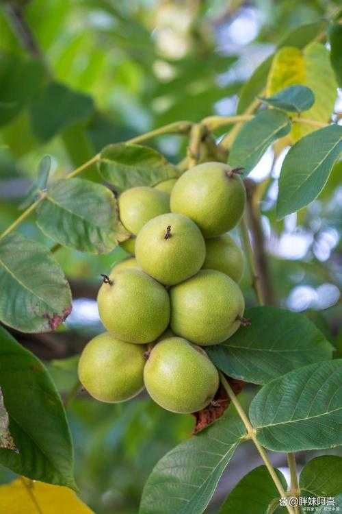 【深度产业分析】核桃树未来前景如何论文：全球市场与生态价值的博弈地图