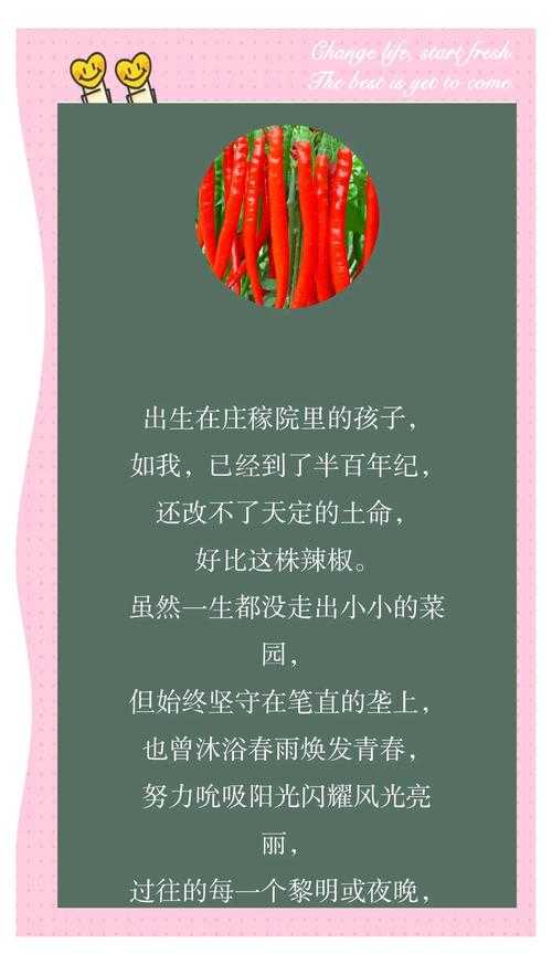 从种子到论文:一位高中生与辣椒种植的奇妙探索之旅