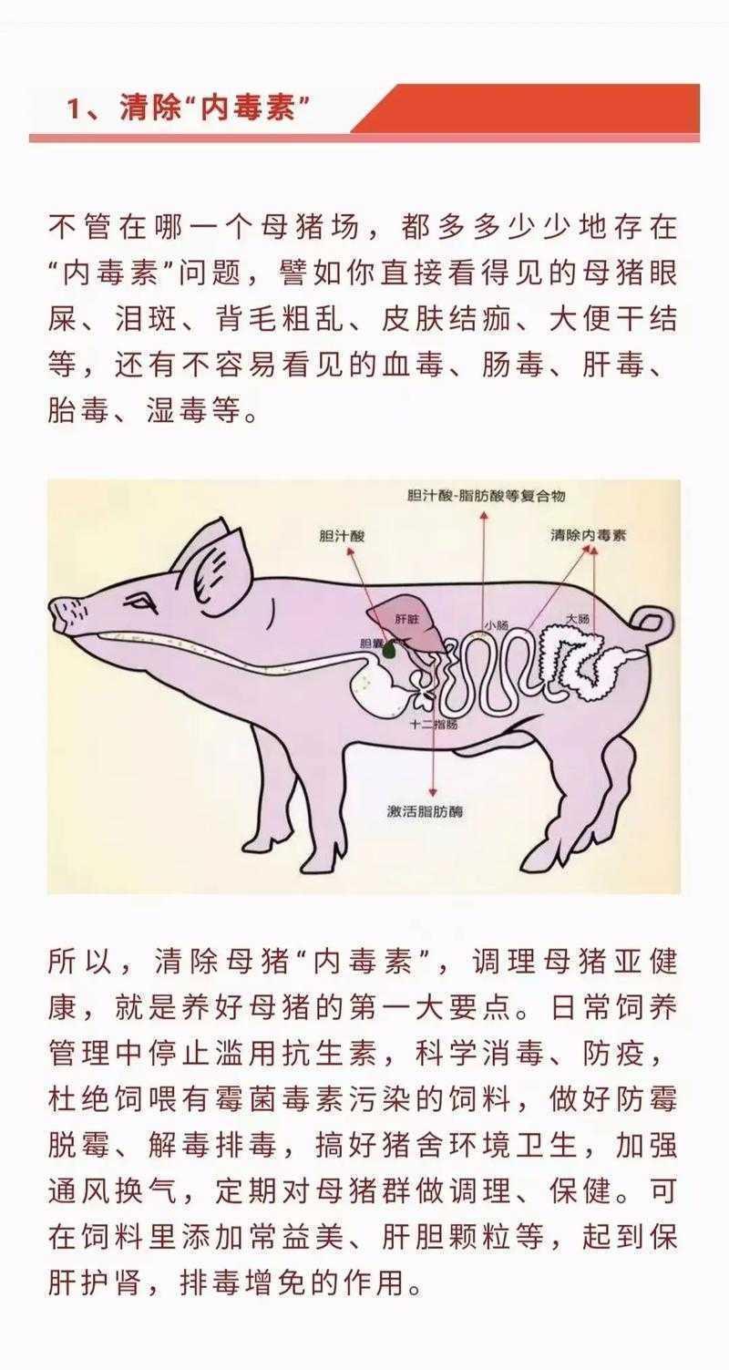 解锁养猪业新潜能：提升猪肉生产力的全面研究方案