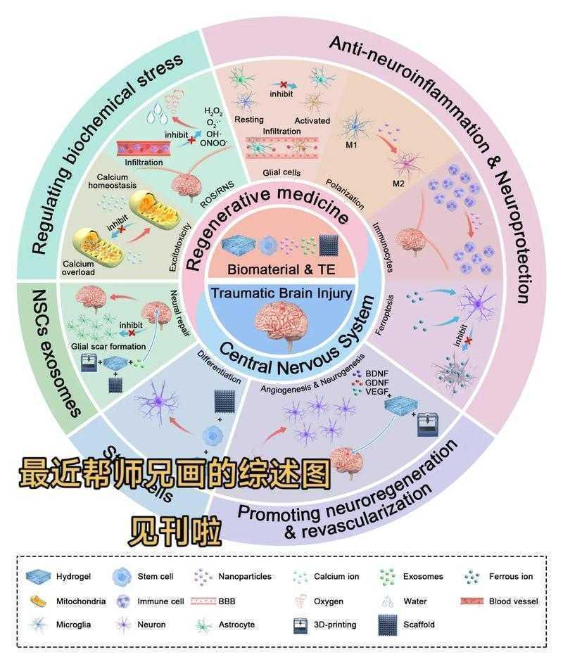 科研绘图进化论：5款工具教你画出期刊编辑青睐的关系图