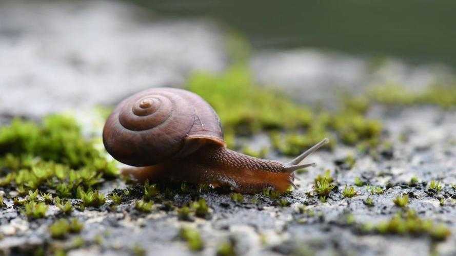 论文蜗牛爬行的背后：科学解构研究与写作脱轨之谜