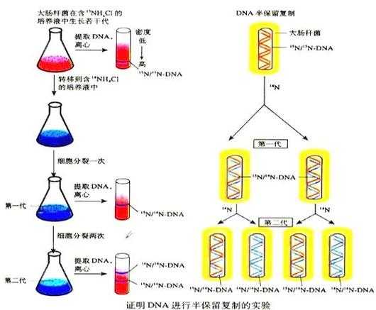探寻科研论文的基因密码:跨越学科的共同写作逻辑