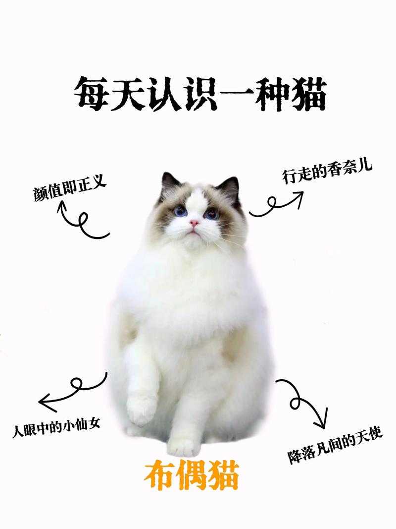 当你的键盘多了一只猫:解密“写论文什么猫”的学术干扰与共生策略