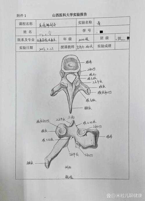 从临床实践到学术表达:论文怎么描述脊柱正常的底层逻辑拆解