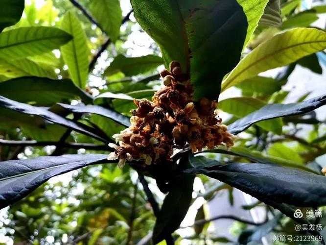 从零到一:枇杷引种论文怎么写才能让审稿人眼前一亮?