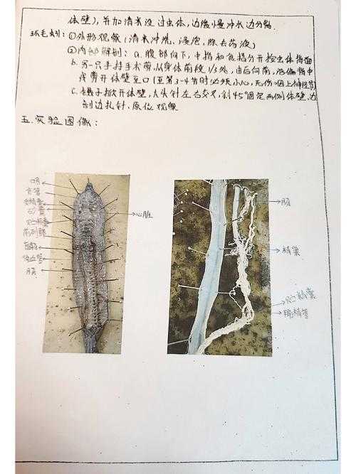 实验室必备技能:解剖蚯蚓论文怎么写才能让导师眼前一亮?