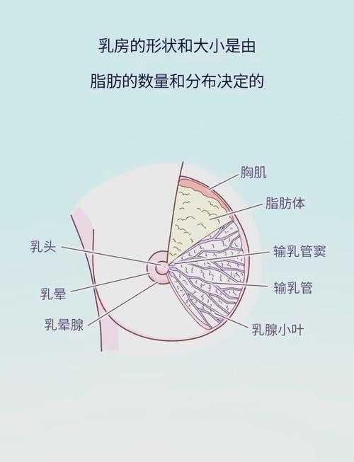 从科学到实践:女性胸部形态优化的多学科研究路径